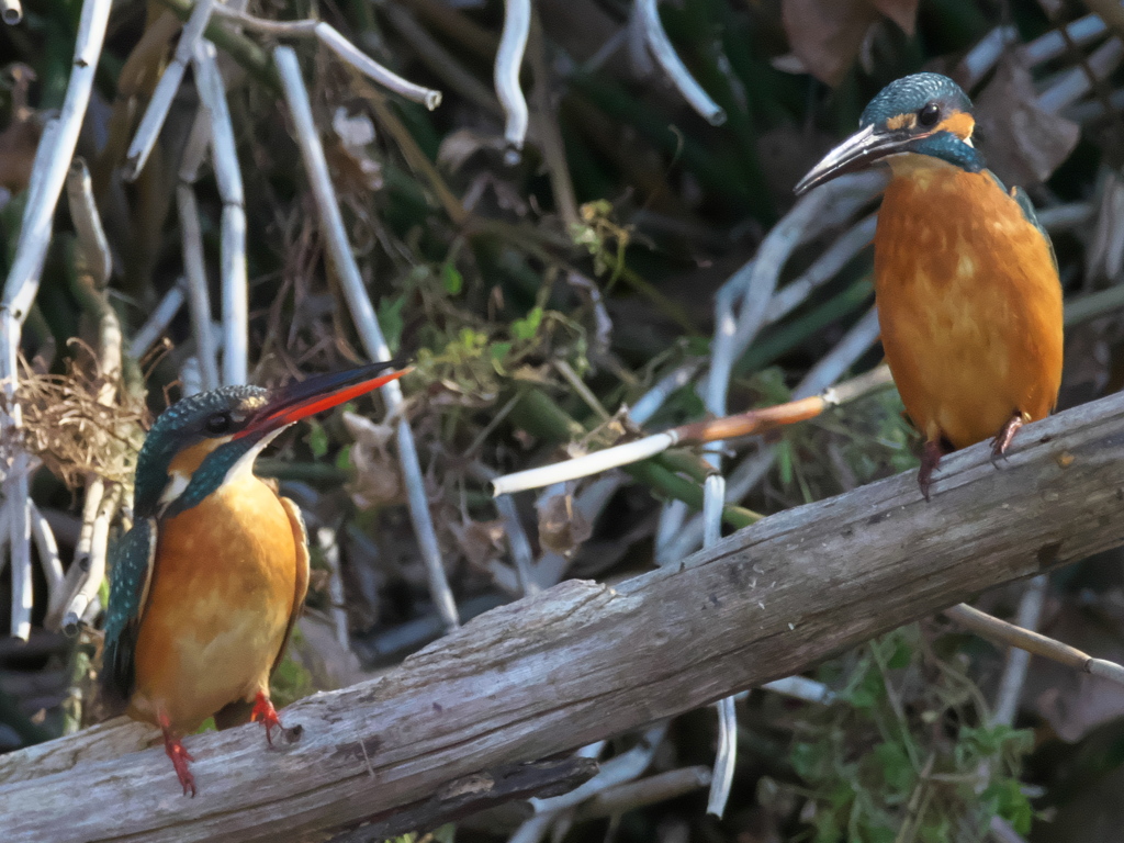 止り木 101（嫁候補と父親）
