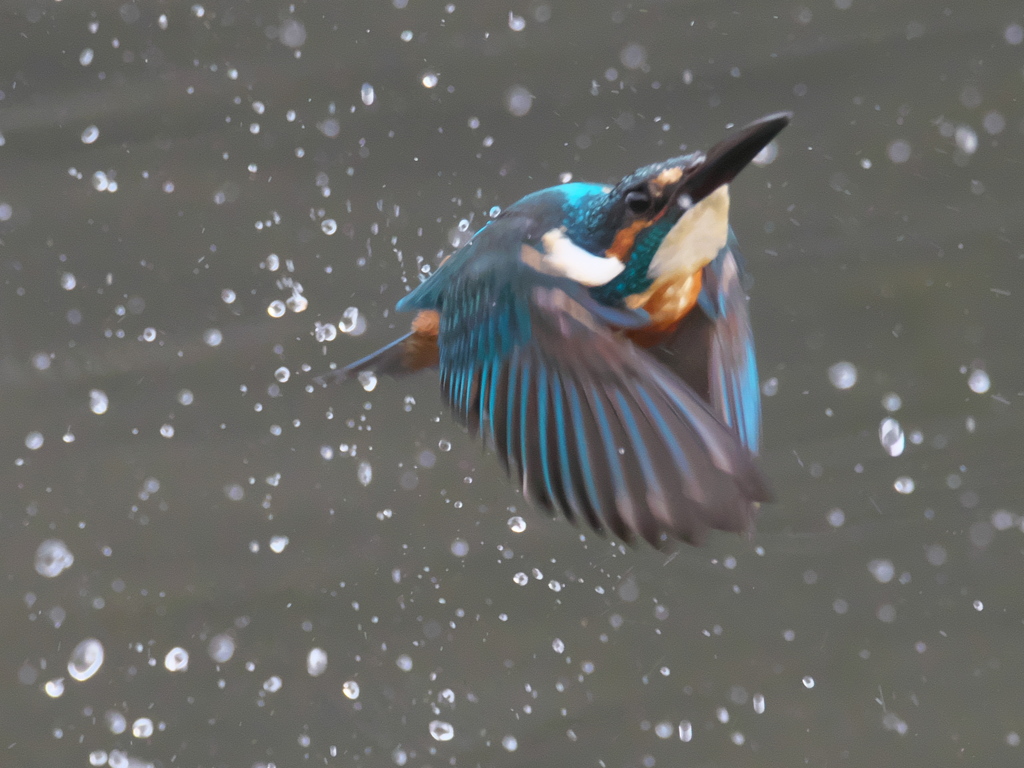 浮上 243-2（父親）