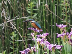 カワセミと花菖蒲 2