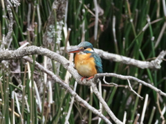 止り木 172（嫁候補）