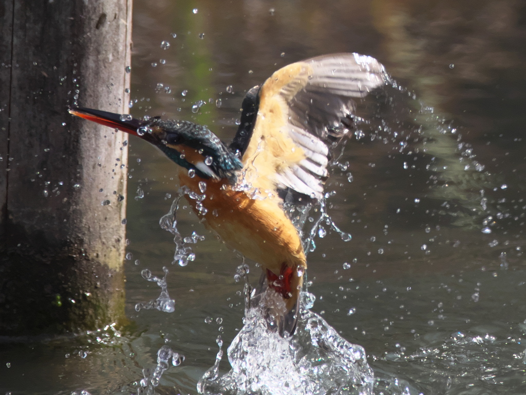 浮上 247（嫁候補）