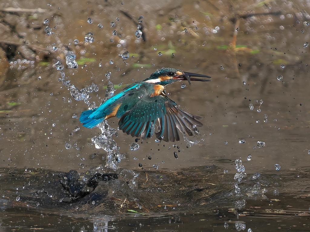 浮上 1414-1（泥が多い場所）