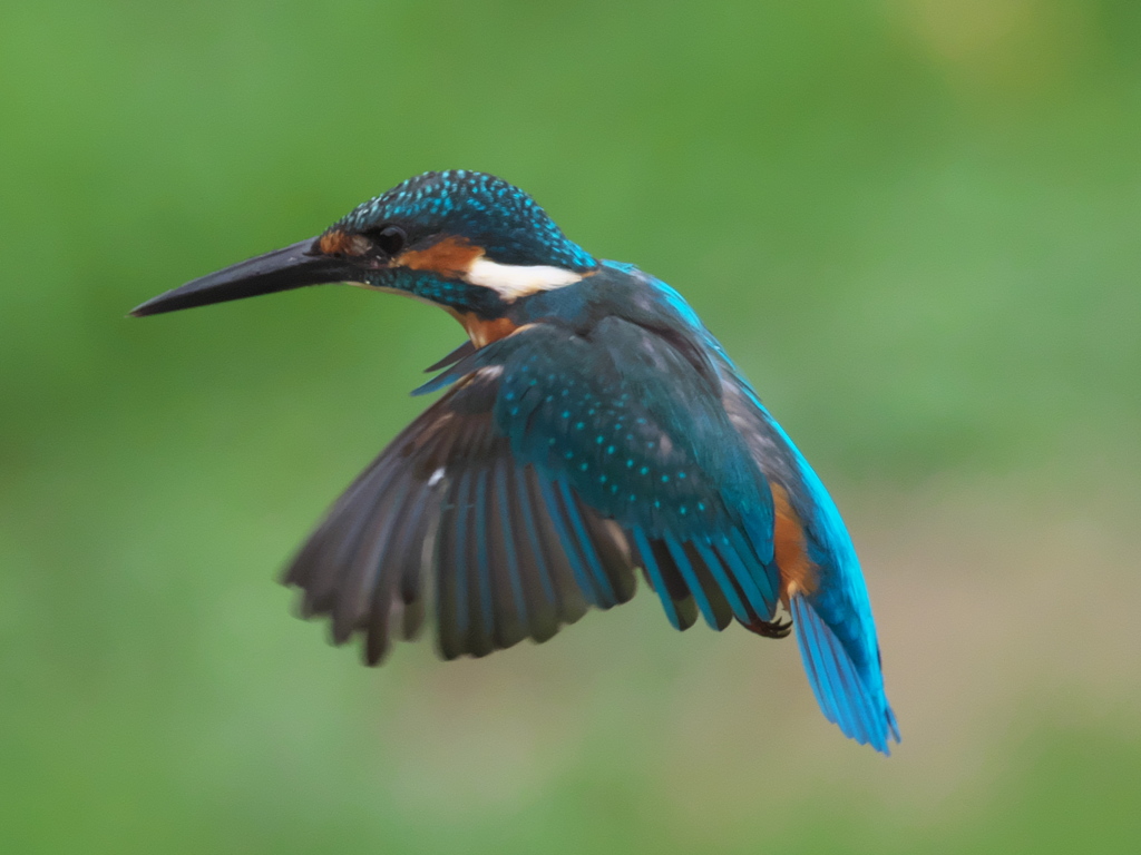 ホバ  5-2（父親）