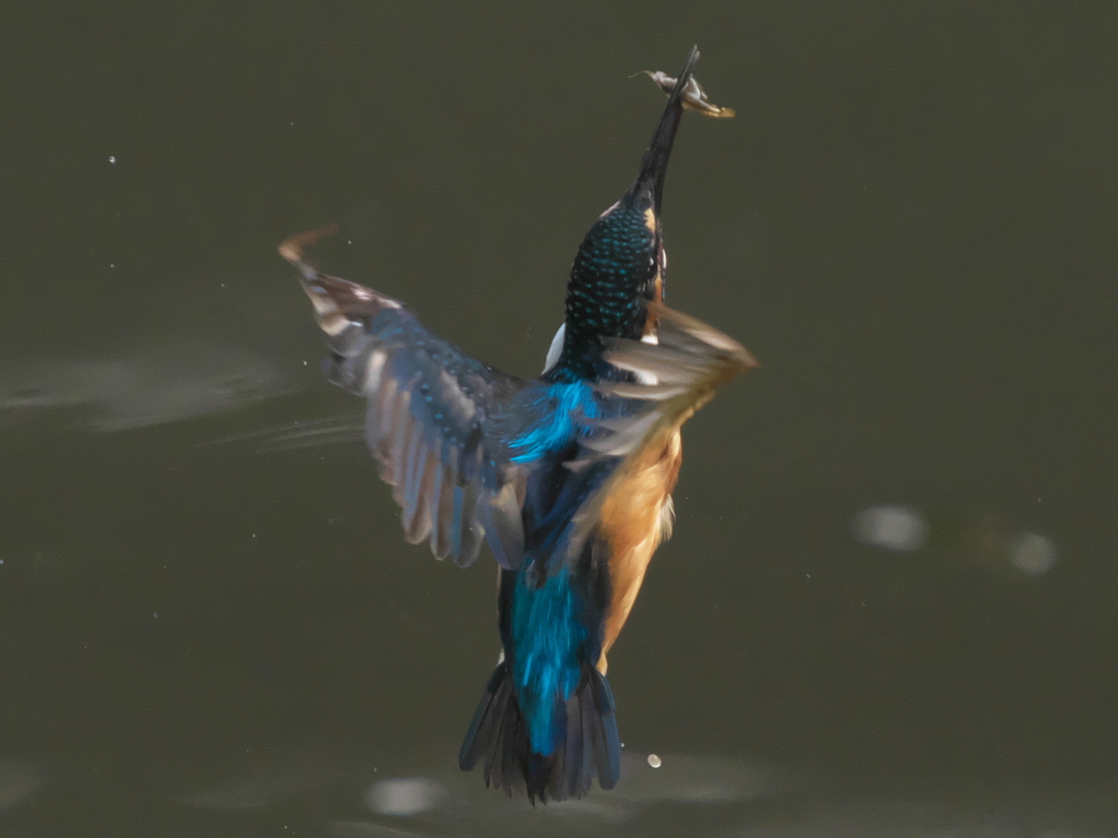 エビ獲れたよ 29-4（父親）