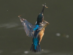 エビ獲れたよ 29-4（父親）