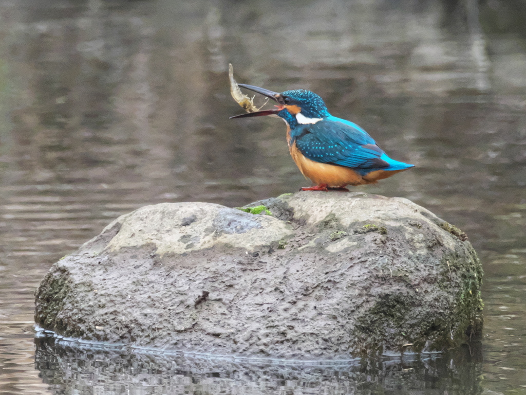 石の上 5（父親）