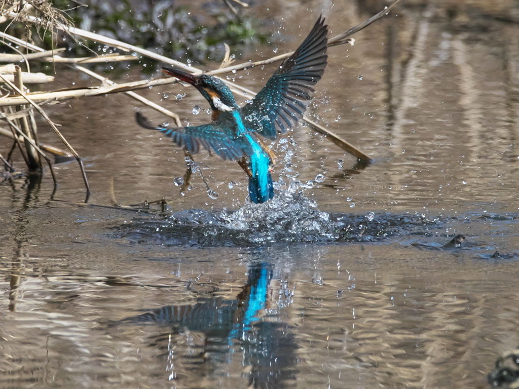 浮上 430-2（嫁候補）