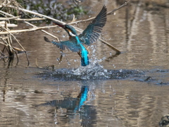 浮上 430-2（嫁候補）