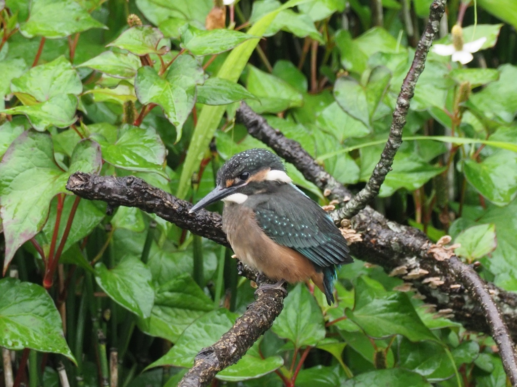 雛 8（ひとりで待ってます）