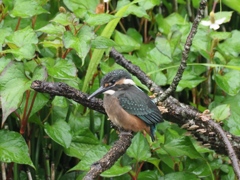 雛 8（ひとりで待ってます）