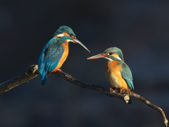 止り木 350（雄と雌）