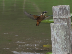 浮上 31-3（雛 小エビ獲れたよ）