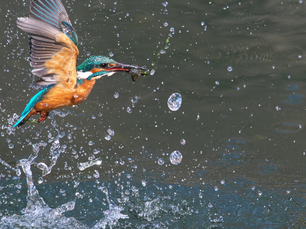 浮上 398-1（父親）