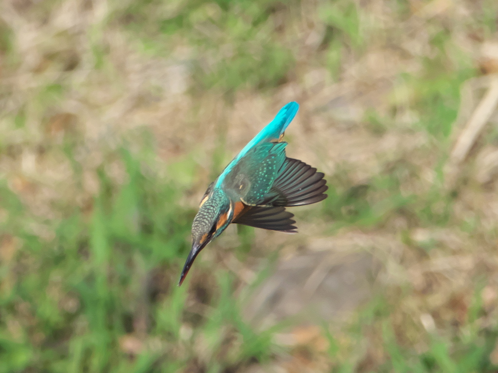 ロックオン 8-3（嫁候補）