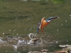 飛び込みシーケンス 1-6