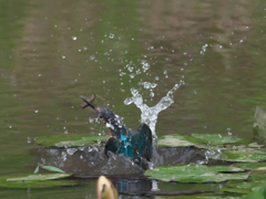 浮上 33-1（父親 エビ獲れたよ）