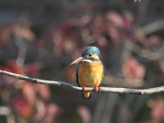 止り木 86（嫁候補）