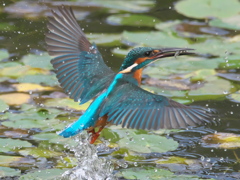 浮上 158-2（父親）