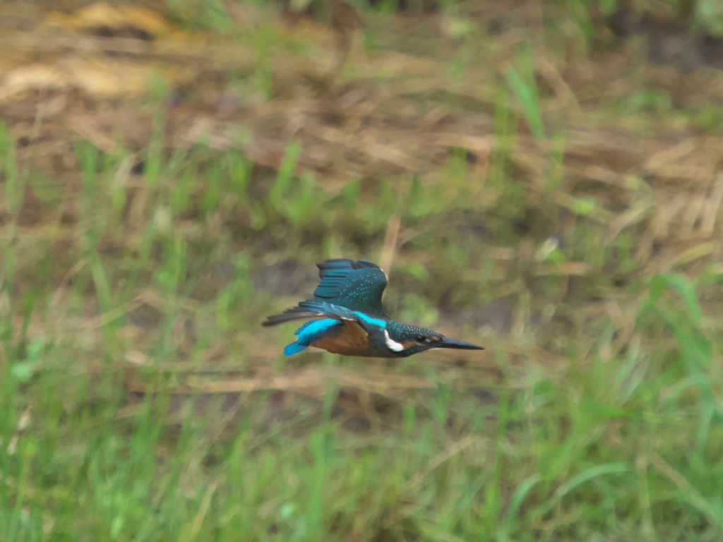 水平飛行 7-1（黒い若雄）