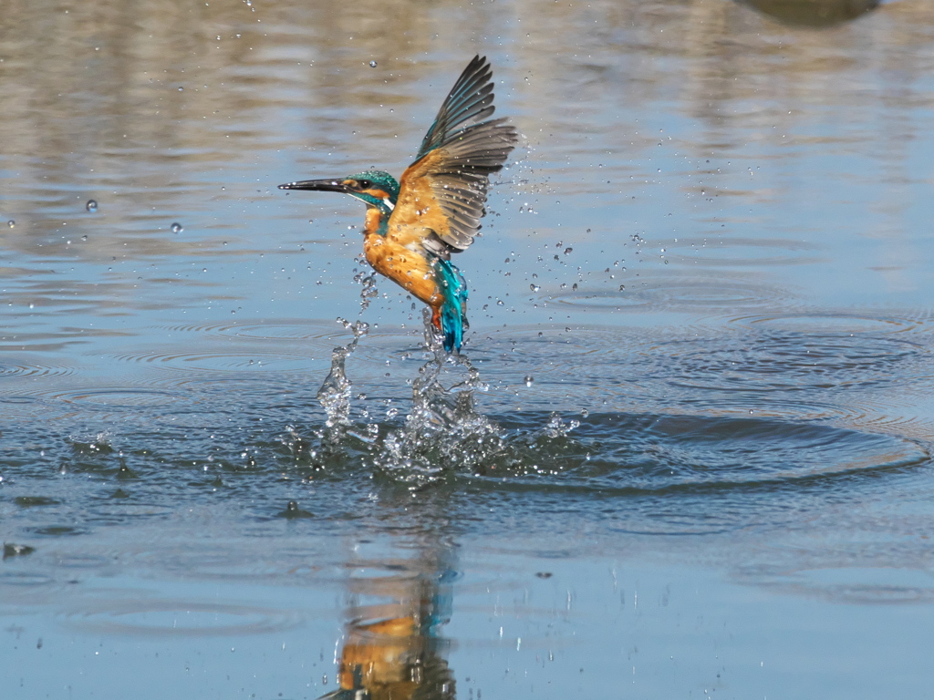 浮上 384-2（父親）
