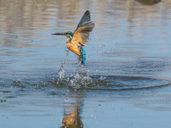 浮上 384-2（父親）