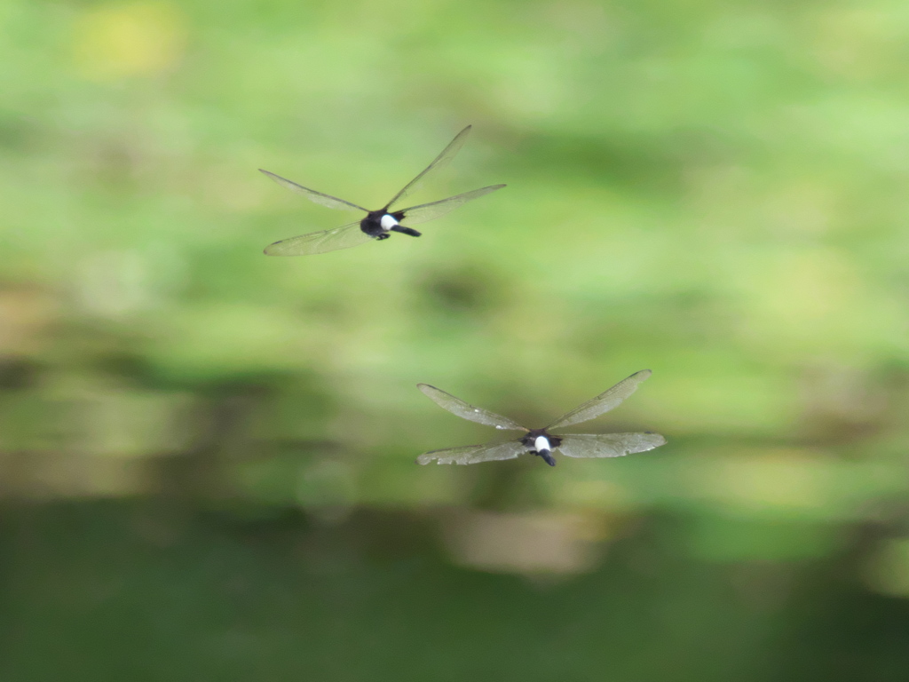カワセミ待ちの虫撮り 29（トンボ のペア）