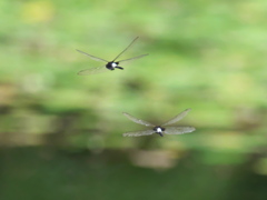 カワセミ待ちの虫撮り 29（トンボ のペア）