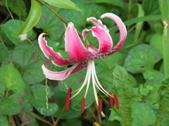 カワセミ待ちの花撮り 1