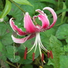カワセミ待ちの花撮り 1