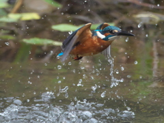 浮上 155-1（父親）