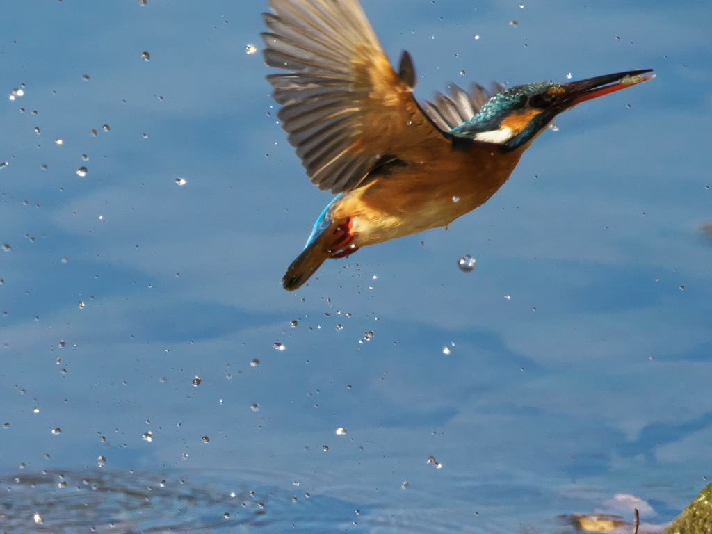 飛び込みシーケンス 30-5（嫁候補）