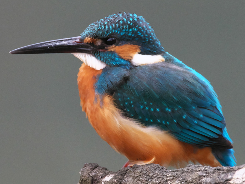 止り木 137-3（父親）