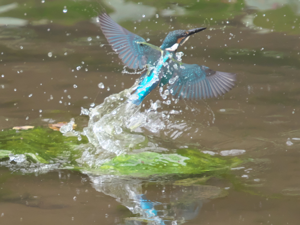 浮上 73-2（黒い若雄）