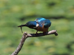 持ち帰らないで食べちゃおうかな ２