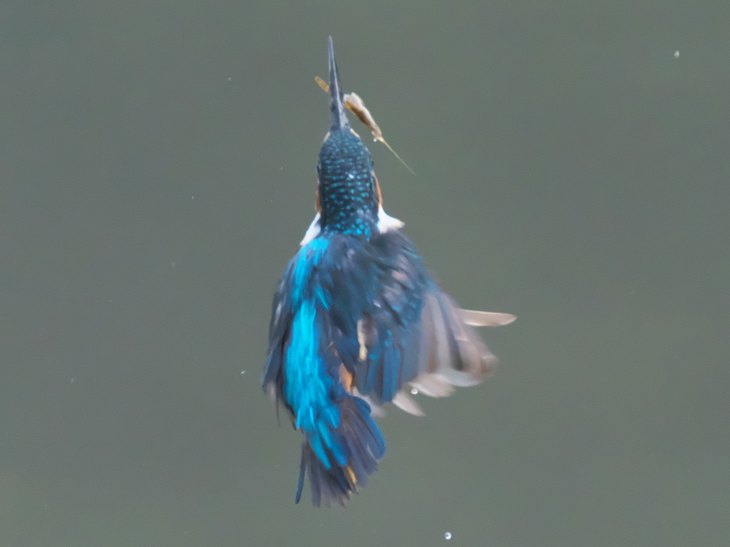 エビ獲れたよ 28-2（父親）