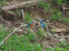 親子 2-3（ねぇねぇ）