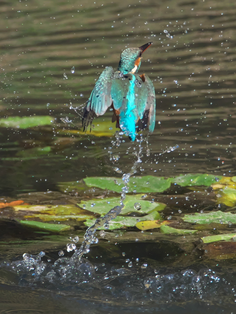 浮上 201（嫁候補）