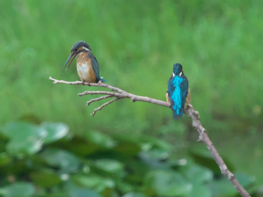 止り木 6-1（父親と次の嫁候補？）