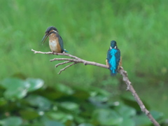 止り木 6-1（父親と次の嫁候補？）