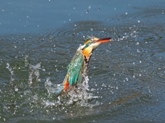 浮上 366-1（嫁候補）