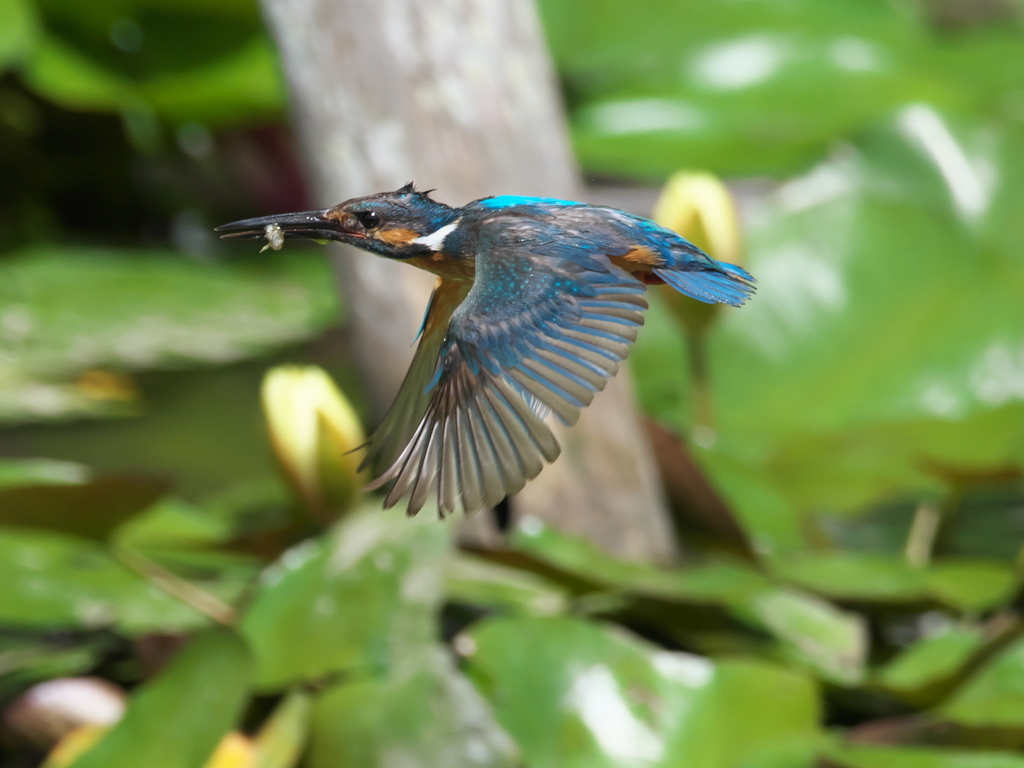 お魚獲れたよ 40-1