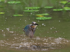 浮上 49-3（父親 お魚獲れたよ）
