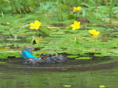 ザリガニ獲れたよ 25-2