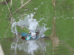 浮上 47-1（子 エビ獲れたよ）