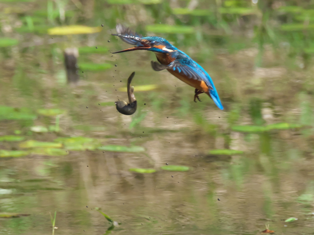 浮上 129-6（父親 ドジョウだと思ったら）