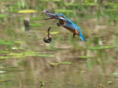 浮上 129-6（父親 ドジョウだと思ったら）