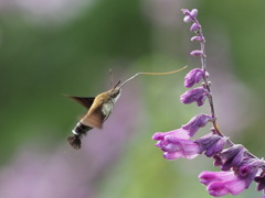 ホウジャク 2019-3