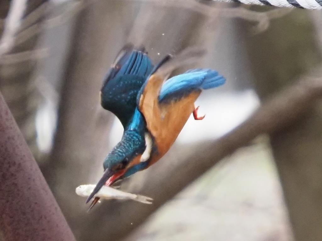 お持ち帰りでーす