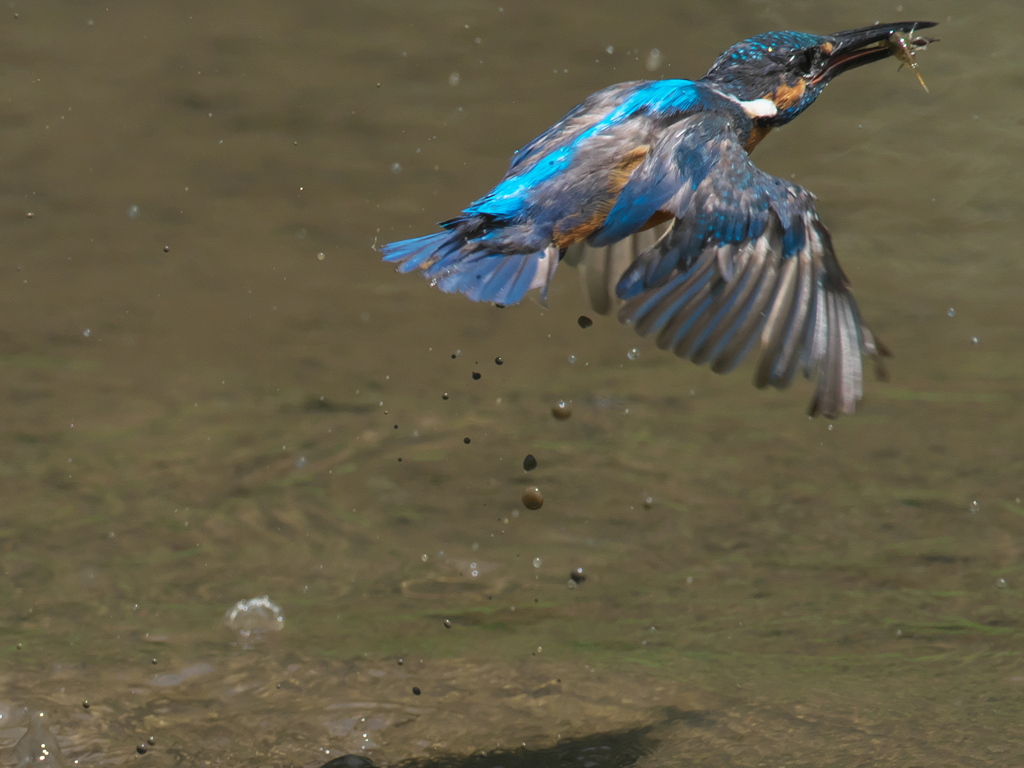 エビ獲れたよ 19-1（父親）