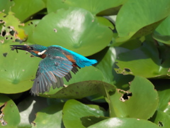 エビ獲れたよ 53